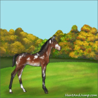 Horse Color:White Spotted Bay 