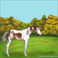 Horse Color:White Spotted Silver Brown Splash Tobiano 