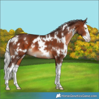 Horse Color:White Spotted Silver Brown Splash 