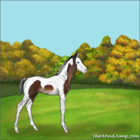 Horse Color:Brown Splash Tobiano 