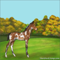Horse Color:White Spotted Buckskin