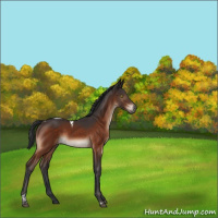 Horse Color:Brown Tobiano Rabicano