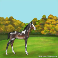 Horse Color:White Spotted Brown Sabino Splash Rabicano