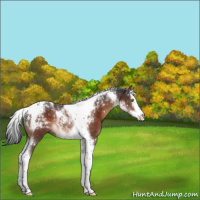 Horse Color:Brown Splash Tobiano Rabicano