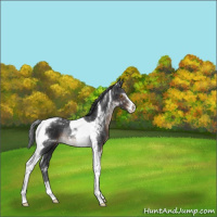 Horse Color:Brown Sabino Tobiano Rabicano
