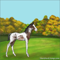 Horse Color:Bay Sabino Splash Tobiano Rabicano 