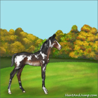 Horse Color:White Spotted Brown Sabino Rabicano 