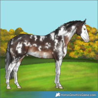 Horse Color:White Spotted Brown Sabino Splash