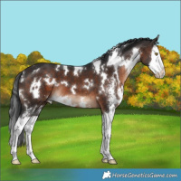 Horse Color:White Spotted Brown Sabino Splash