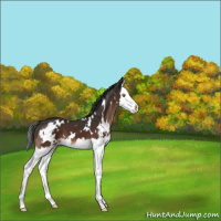 Horse Color:White Spotted Brown Sabino Splash