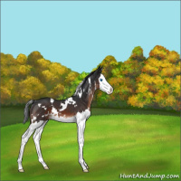 Horse Color:White Spotted Brown Sabino Splash