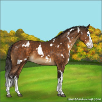 Horse Color:White Spotted Buckskin Splash 