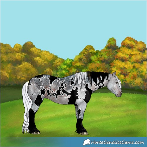Horse Color:Watercolor White Spotted Silver Brown Ice Rabicano 