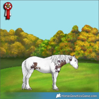 Horse Color:Watercolor White Spotted Silver Brown Ice Splash Tobiano Rabicano