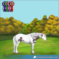 Horse Color:Watercolor White Spotted Silver Brown Ice Splash Tobiano Rabicano 