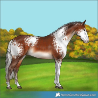 Horse Color:White Spotted Silver Bay Sabino