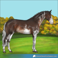 Horse Color:White Spotted Silver Brown Rabicano 