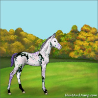 Horse Color:Watercolor White Spotted Bay Ice Onyx