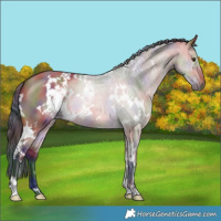 Horse Color:Nacre White Spotted Brown Dun 