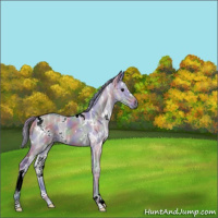 Horse Color:Nacre Watercolor White Spotted Grullo Ice 