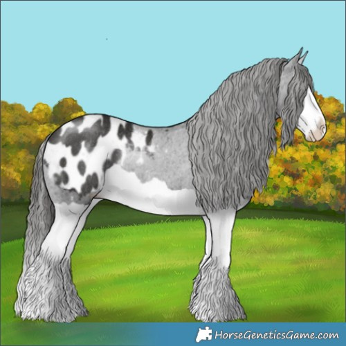 Horse Color:Liver Chestnut Splash Appaloosa Rabicano 
