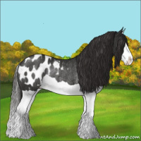 Horse Color:Liver Chestnut Splash Appaloosa Rabicano 