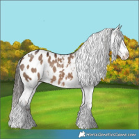 Horse Color:Liver Red Dun Tobiano Appaloosa 