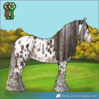 Horse Color:White Spotted Liver Red Dun Appaloosa and White Spotted Liver Chestnut Appaloosa