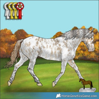 Horse Color:White Spotted Buckskin Dun Appaloosa Brindle  and White Spotted Buckskin Dun Appaloosa 