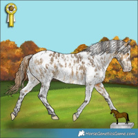 Horse Color:White Spotted Buckskin Dun Appaloosa Brindle  and White Spotted Buckskin Dun Appaloosa 