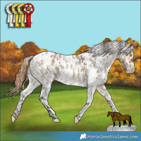 Horse Color:White Spotted Buckskin Dun Appaloosa Brindle  and White Spotted Buckskin Dun Appaloosa 