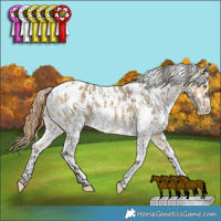 Horse Color:White Spotted Buckskin Dun Appaloosa Brindle  and White Spotted Buckskin Dun Appaloosa 
