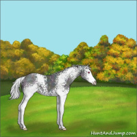 Horse Color:White Spotted Midnight Silver Bay Chinchilla Splash 