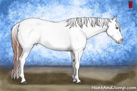 Horse Color:Grullo Splash Appaloosa Rabicano  Brindle