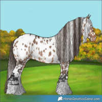 Horse Color:White Spotted Bay Dun Appaloosa 