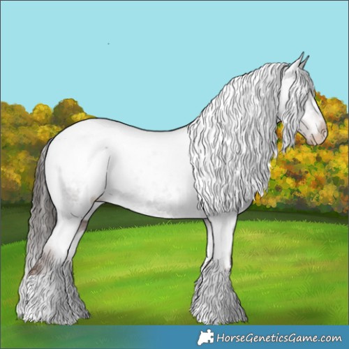 Horse Color:White Spotted Liver Chestnut Appaloosa 