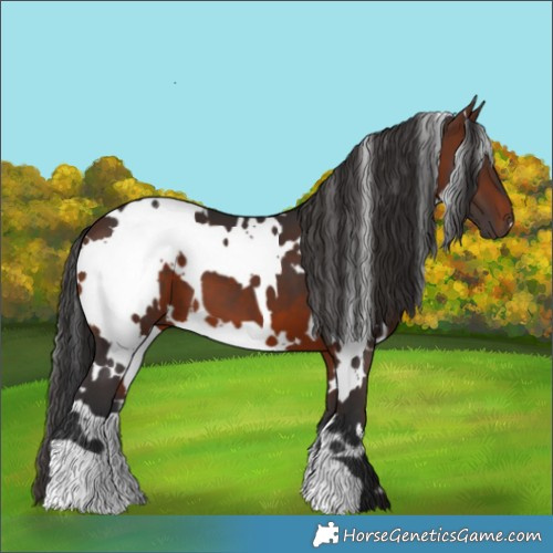 Horse Color:White Spotted Brown 