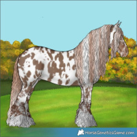 Horse Color:White Spotted Liver Red Dun Appaloosa 