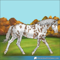 Horse Color:White Spotted Chocolate Palomino Near Leopard 