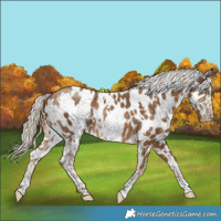 Horse Color:White Spotted Chocolate Palomino Appaloosa 