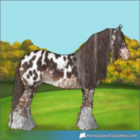 Horse Color:Liver Chestnut Appaloosa 