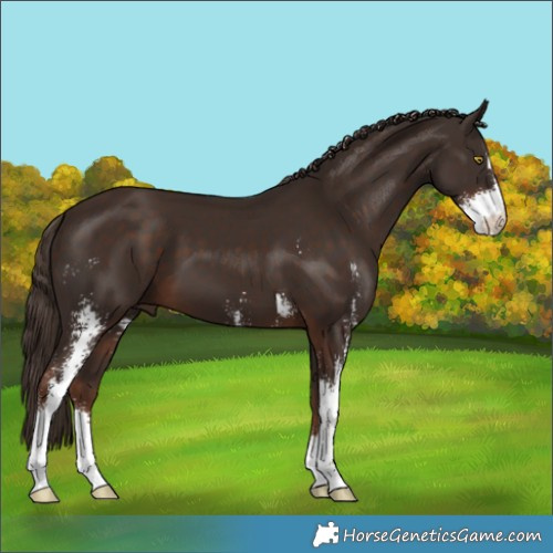 Horse Color:Liver Chestnut Sabino 