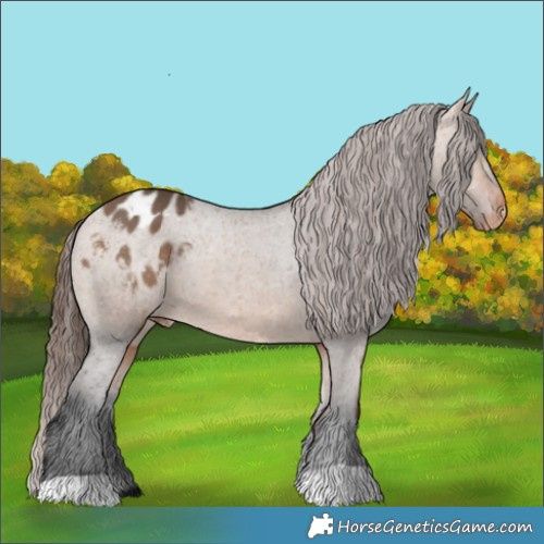 Horse Color:Bay Dun Appaloosa 