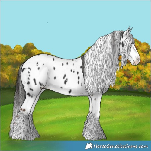 Horse Color:White Spotted Liver Chestnut Sabino Appaloosa 