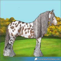 Horse Color:Brown Dun Sabino Appaloosa
