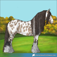 Horse Color:Brown Dun Sabino Appaloosa 