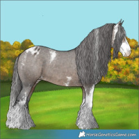Horse Color:Brown Dun Sabino Appaloosa