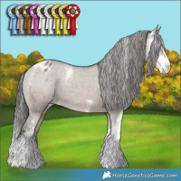 Horse Color:Brown Dun Sabino Appaloosa 
