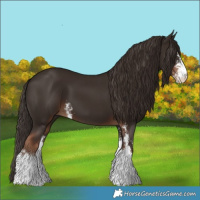 Horse Color:Liver Chestnut Sabino 