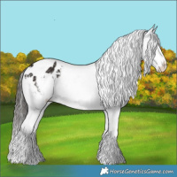 Horse Color:Liver Chestnut Sabino Appaloosa 
